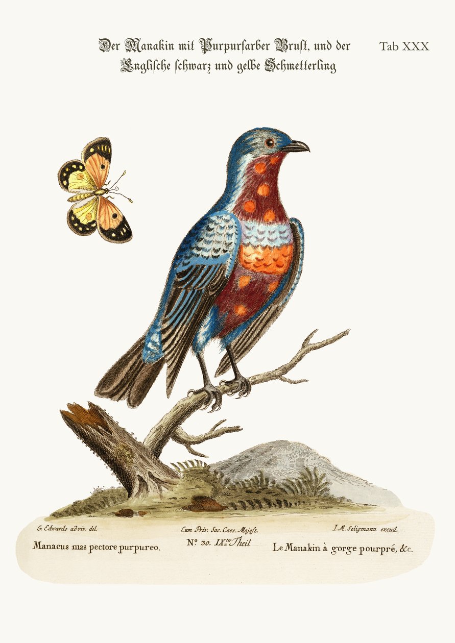 The Cock Purple-breasted Manakin, 1749-73 od George Edwards