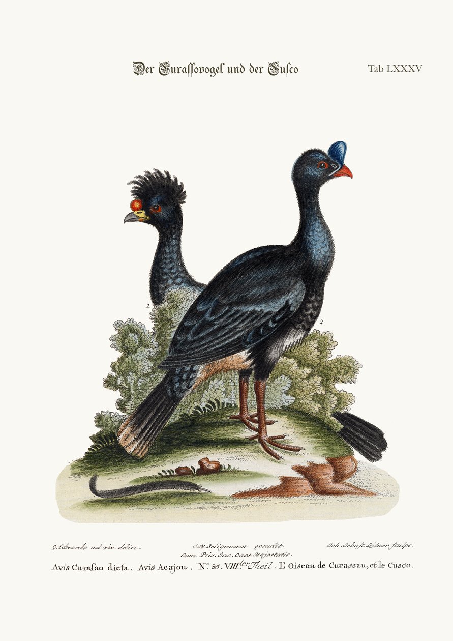 Curasso-Bird a Cushew-Bird, 1749-73 od George Edwards