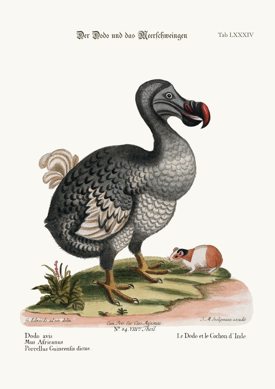 Dodo a morče, 1749-73 od George Edwards