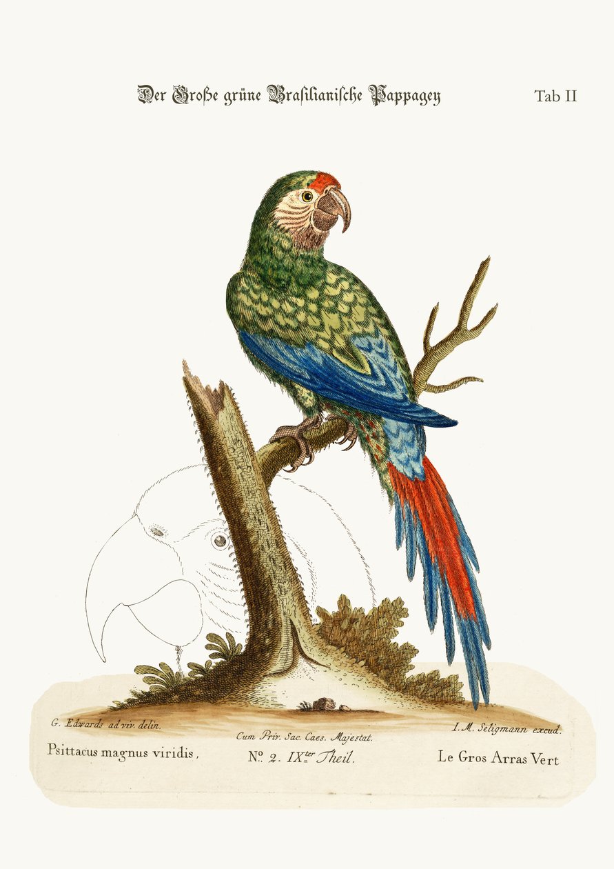 Velký zelený Makak, 1749-73 od George Edwards