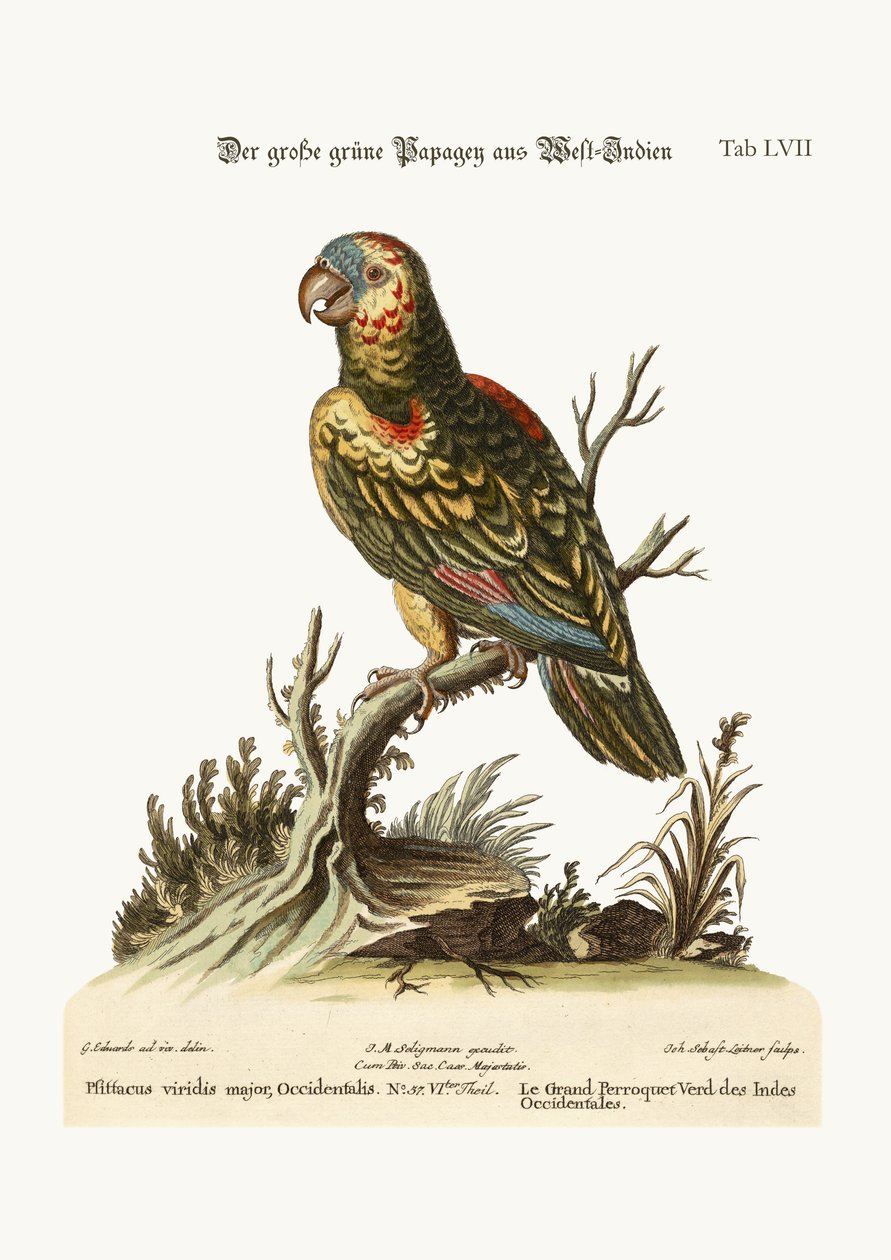 Velký zelený papoušek, ze Západní Indie, 1749-73 od George Edwards