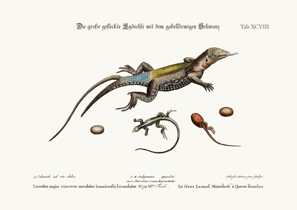 Velká ještěrka skvrnitá s rozvětveným ocasem, 1749-73 od George Edwards