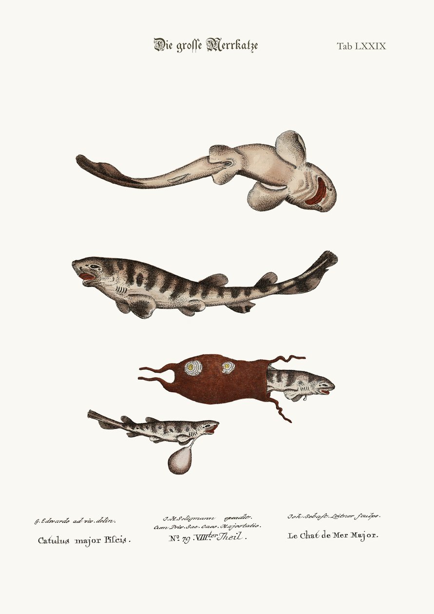 The Greater Cat-Fish, 1749-73 od George Edwards