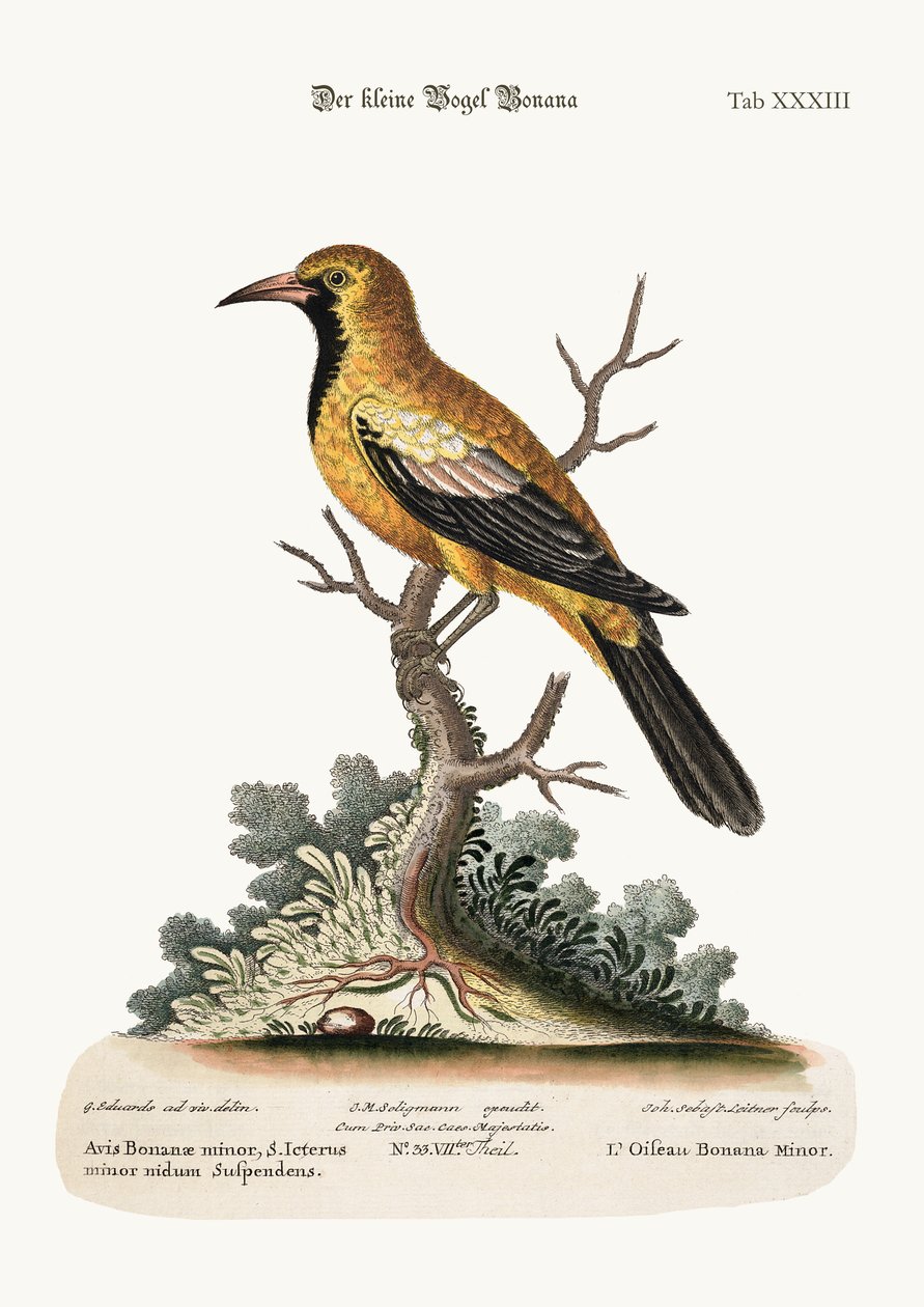 Pták Lesser Bonana, 1749-73 od George Edwards