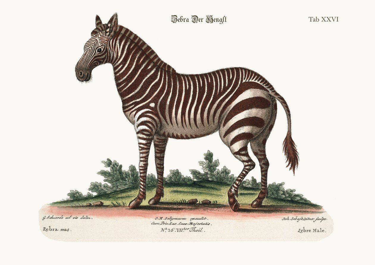Muž zebry, 1749-73 od George Edwards
