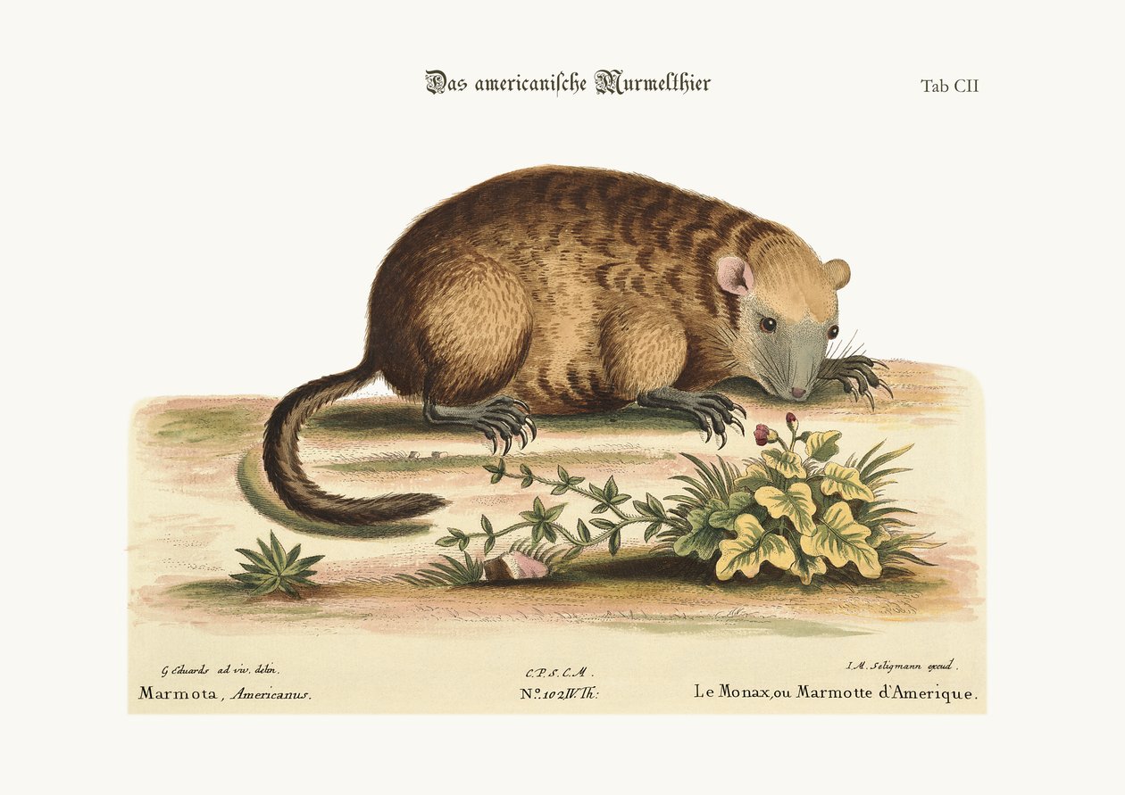 Monax nebo Marmotte z Ameriky, 1749-73 od George Edwards