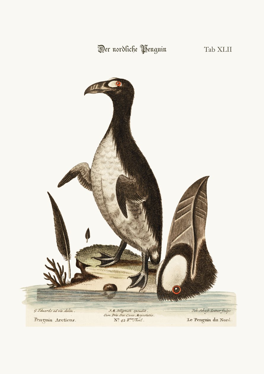 Severní tučňák, 1749-73 od George Edwards