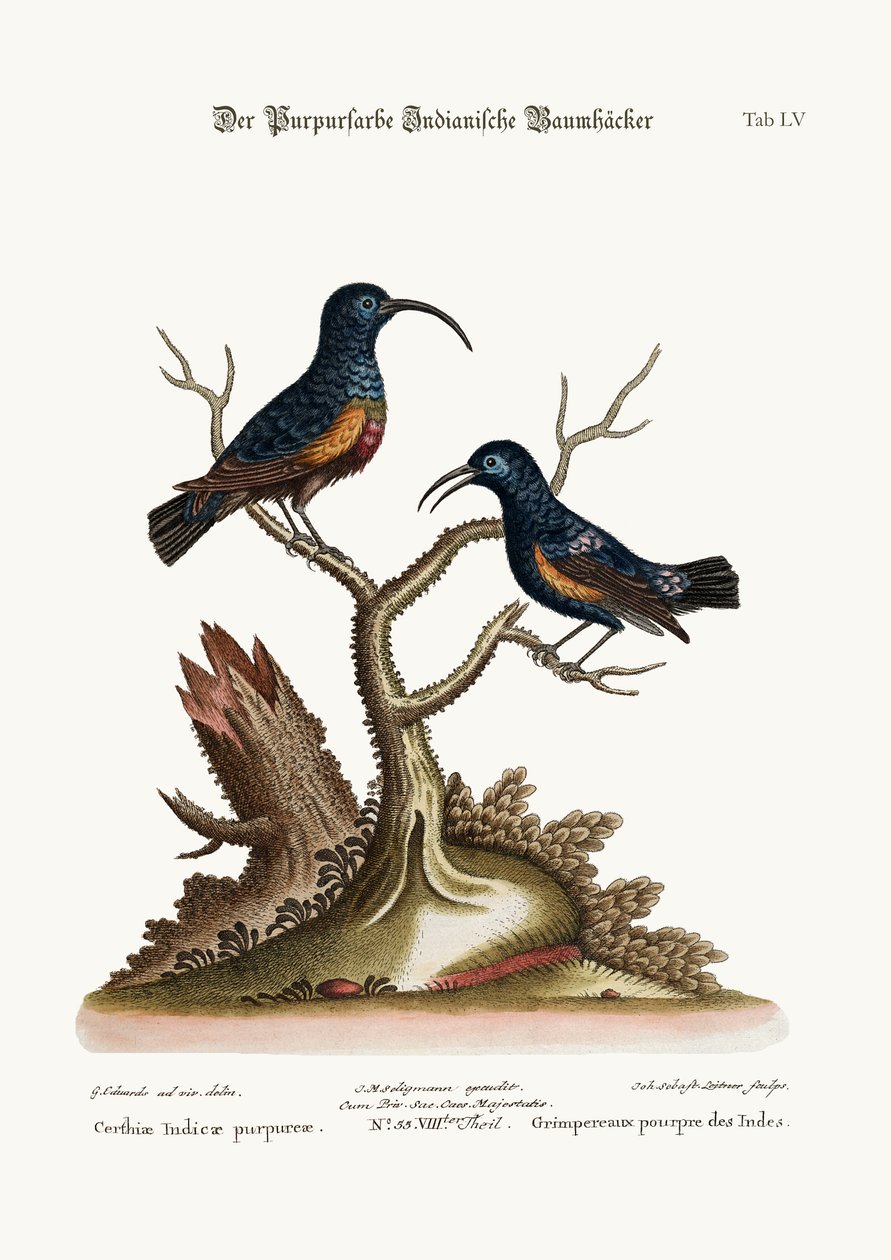 The Purple Indian Creepers, 1749-73 od George Edwards