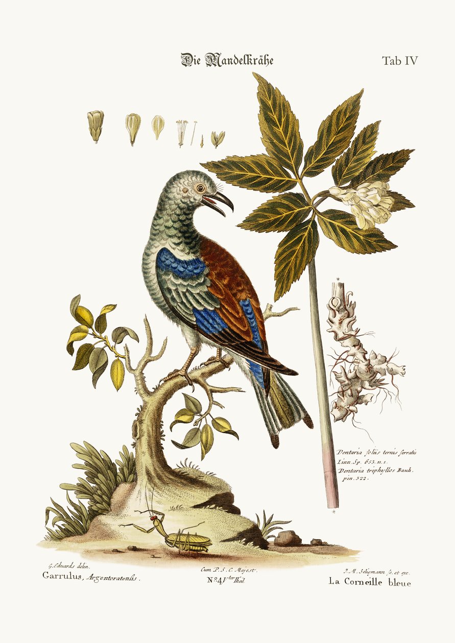 The Roller, 1749-73 od George Edwards