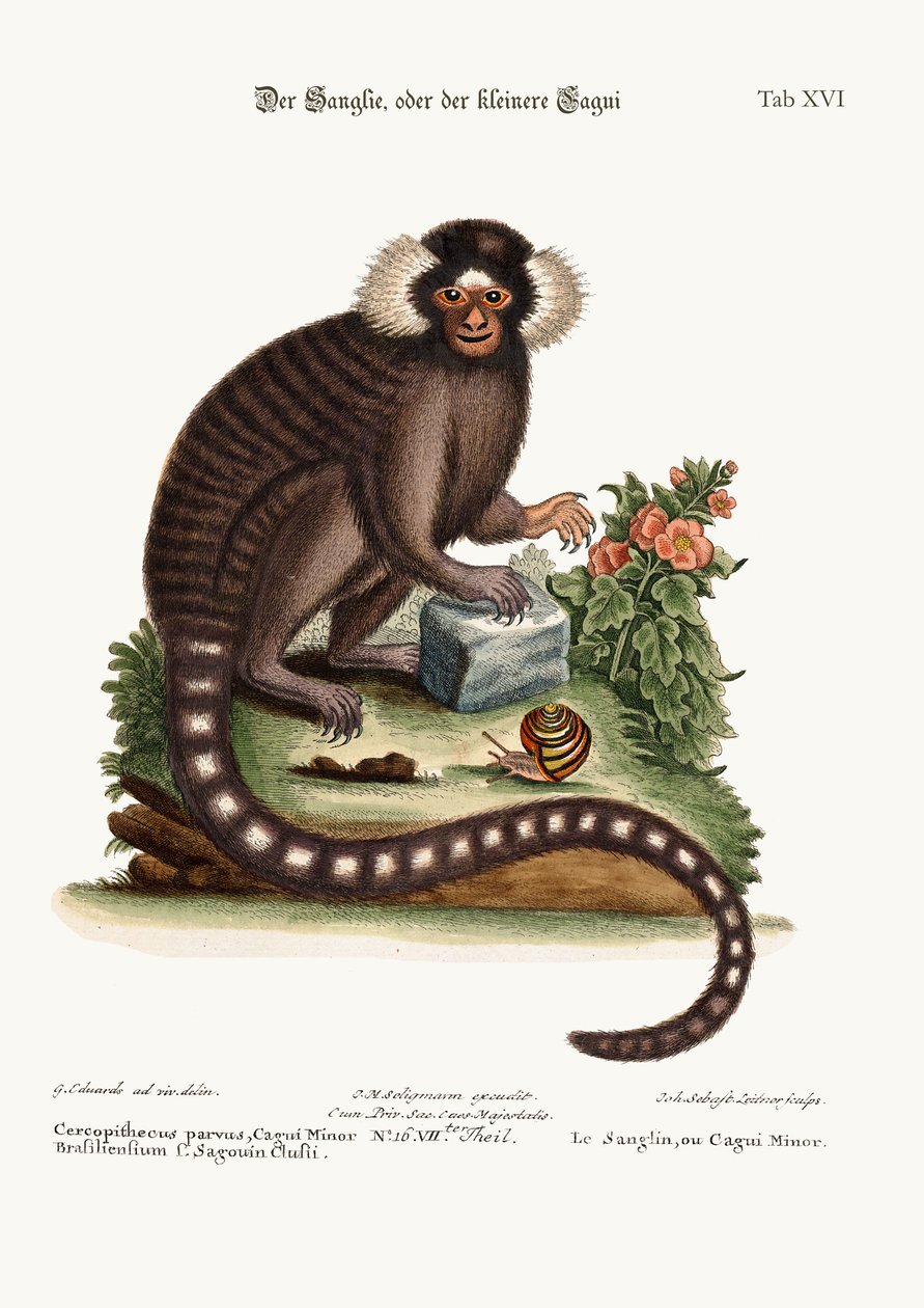 Sanglin, nebo Cagui Minor, 1749-73 od George Edwards