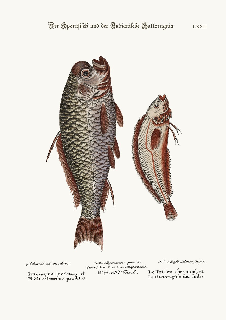 Spur-Fish a indická Gattorugina, 1749-73 od George Edwards