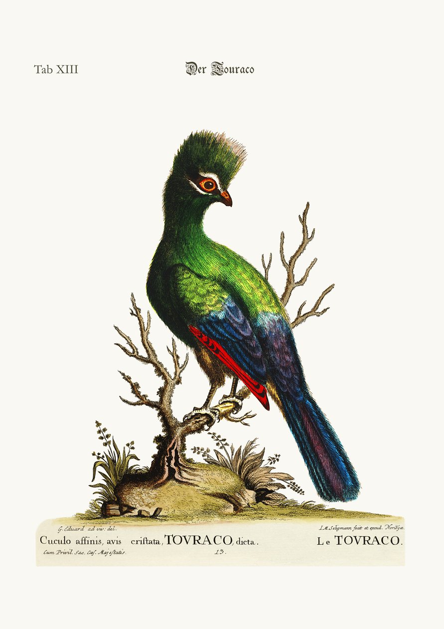 Touraco, 1749-73 od George Edwards