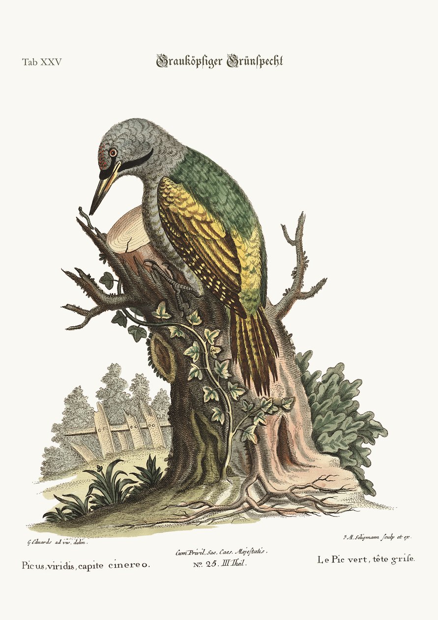 Šedohlavý zelený datel, 1749-73 od George Edwards