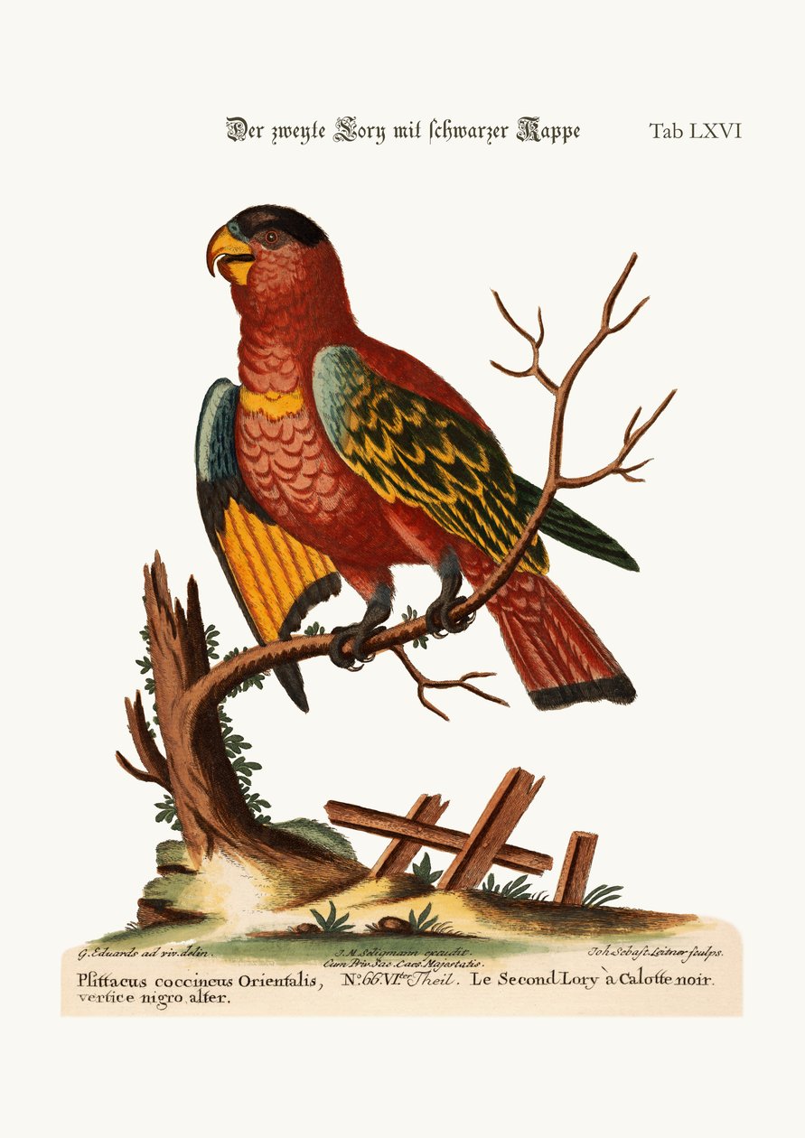 Druhá Lory černohlavá, 1749-73 od George Edwards
