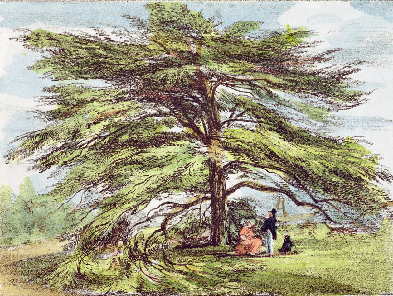 Libanonský cedrový strom v arboretu, Kew Gardens, deska 21 z 