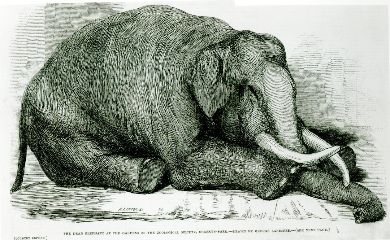 Mrtvý slon v zahradách Zoologické společnosti v Regents Parku, z "The London Illustrated News". od George Landseer