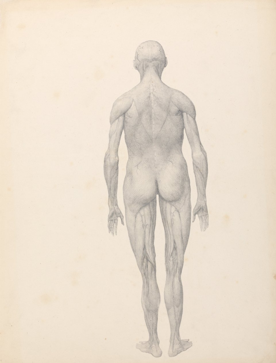 Srovnávací anatomická expozice struktury lidského těla s tygrem a ko ... od George Stubbs