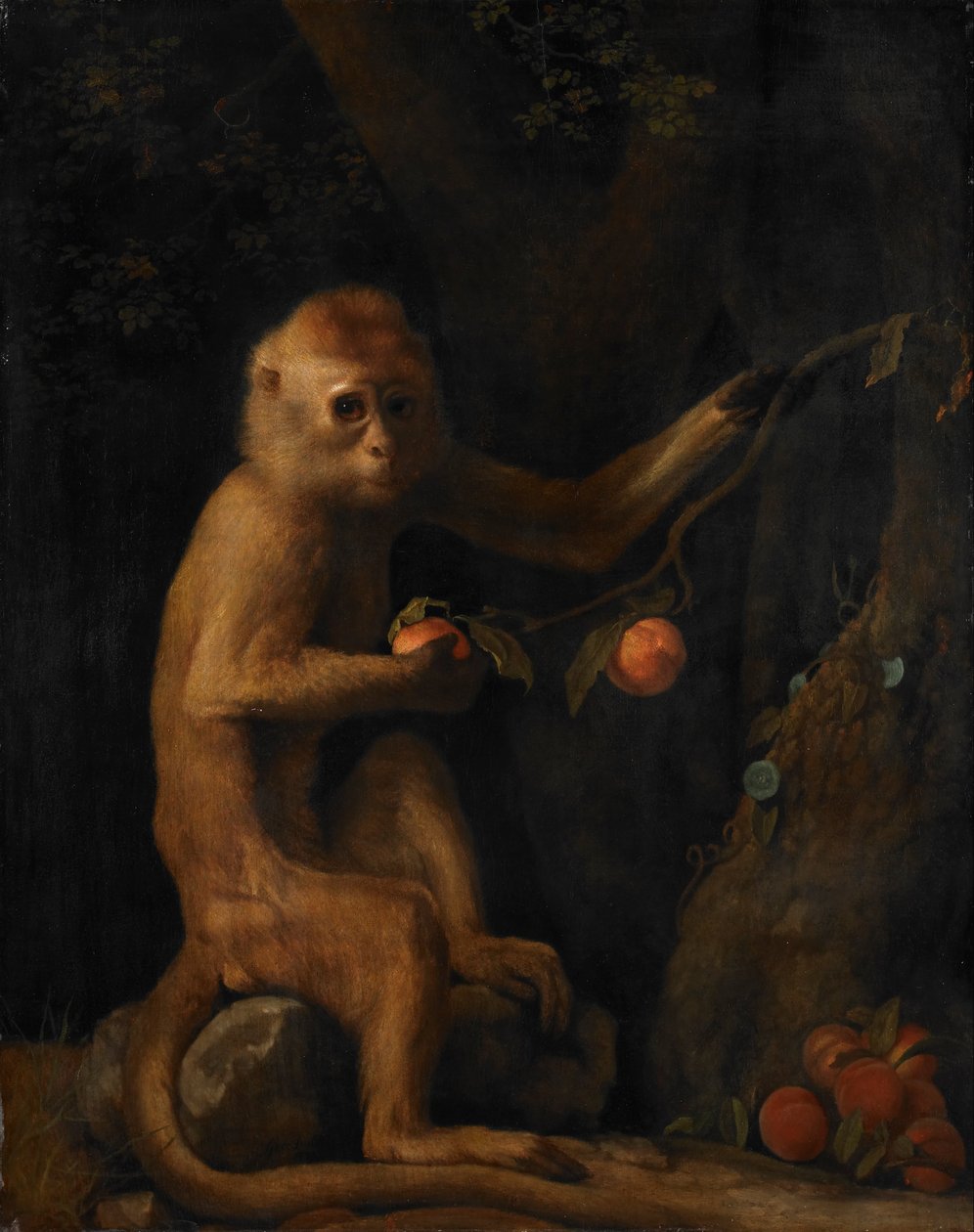 Opice od George Stubbs