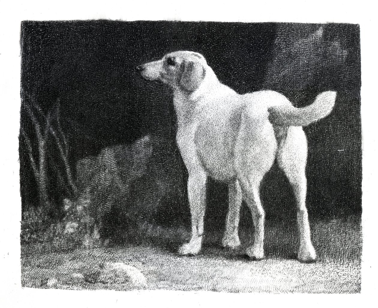 Pes, 1788 od George Stubbs