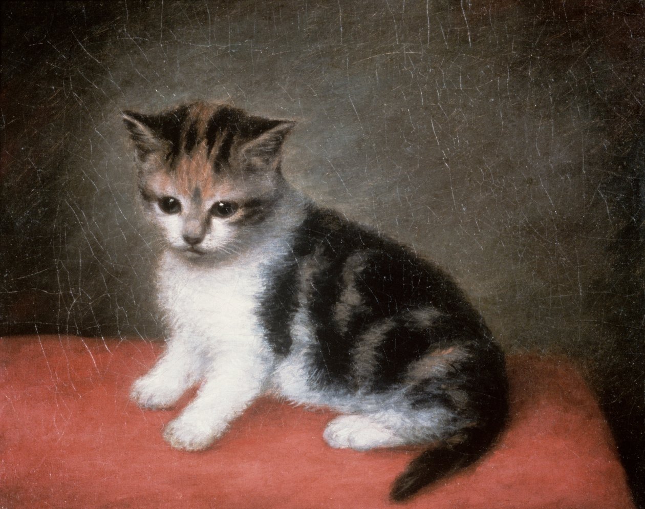 Kotě slečny Ann Whiteové, 1790 od George Stubbs