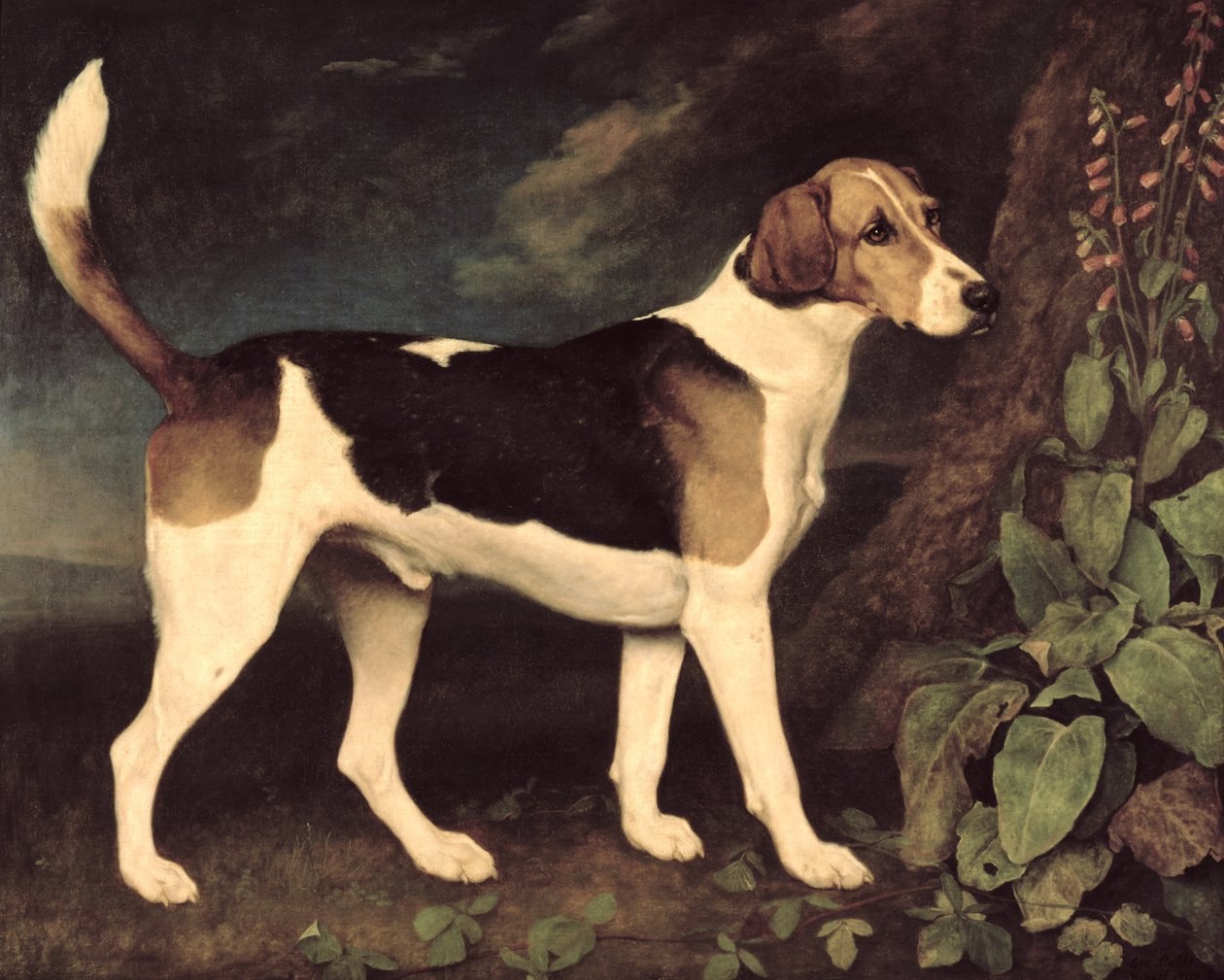 Ringwood, Brocklesby Foxhound, 1792 od George Stubbs