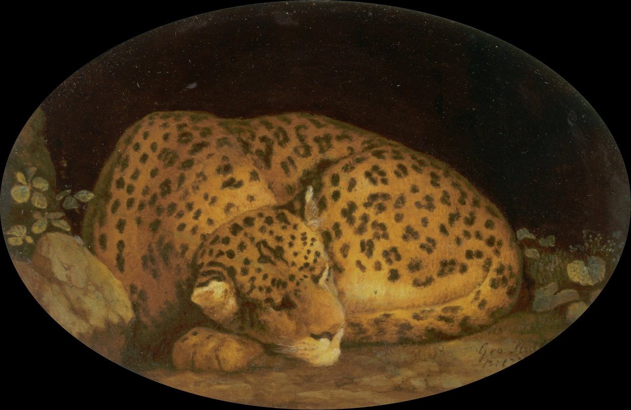Spící leopard od George Stubbs