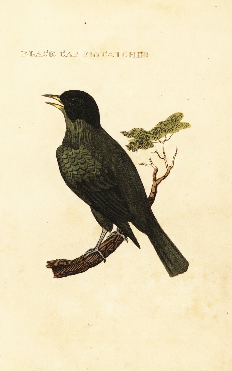 Bulbul černotemenný, Pycnonotus melanicterus od George (after) Edwards