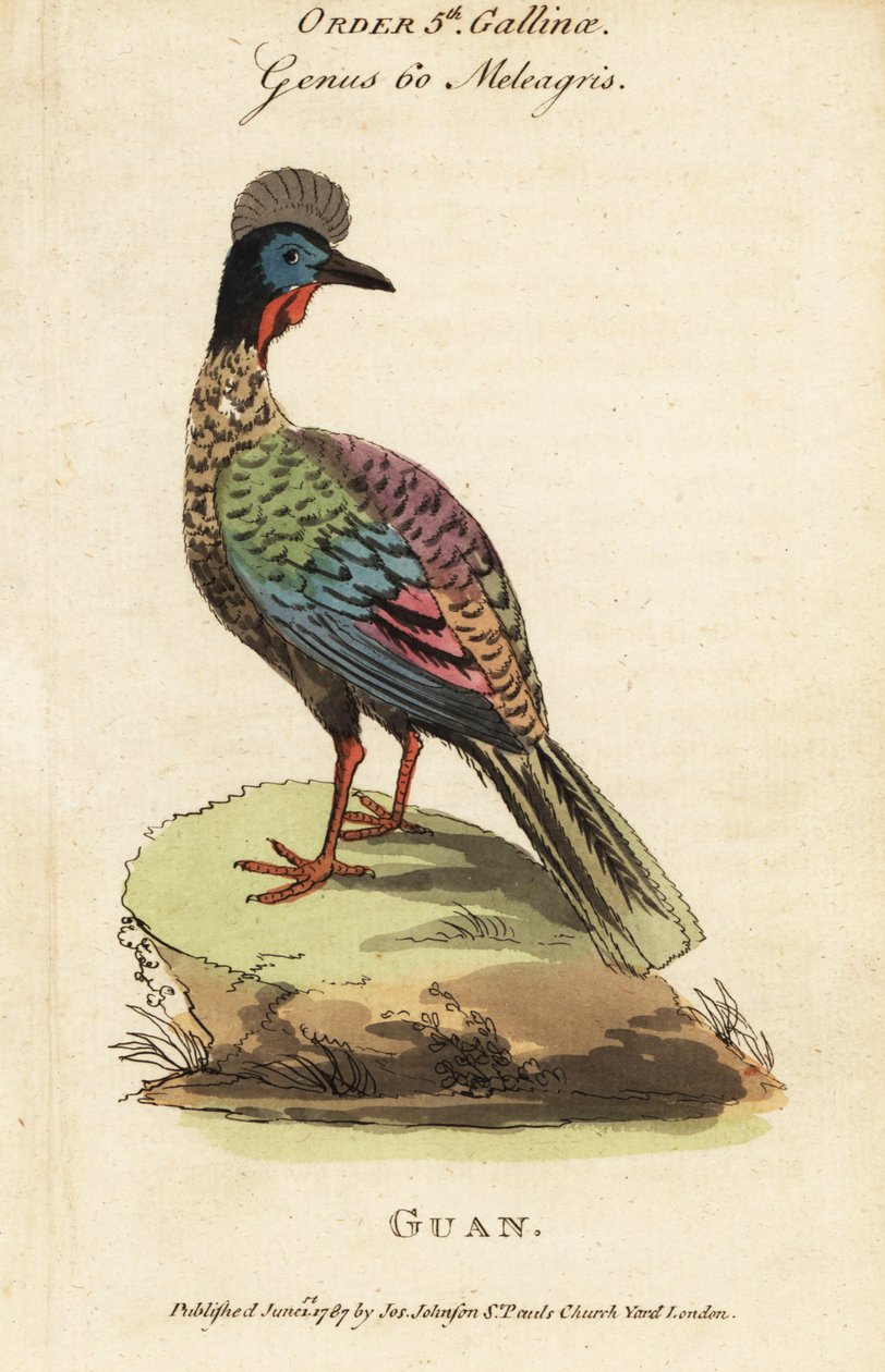 Guan chocholatý, Penelope purpurascens od George (after) Edwards