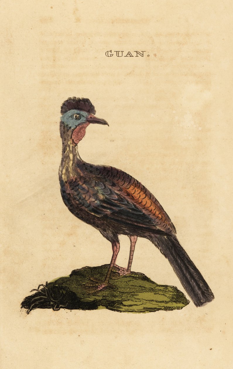 Guan chocholatý, Penelope purpurascens od George (after) Edwards