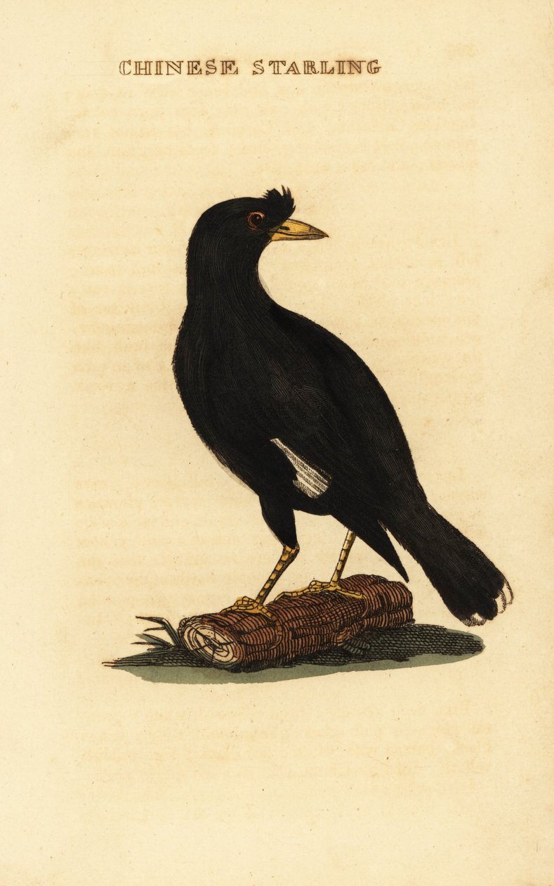 Myna chocholatá, Acridotheres cristatellus od George (after) Edwards