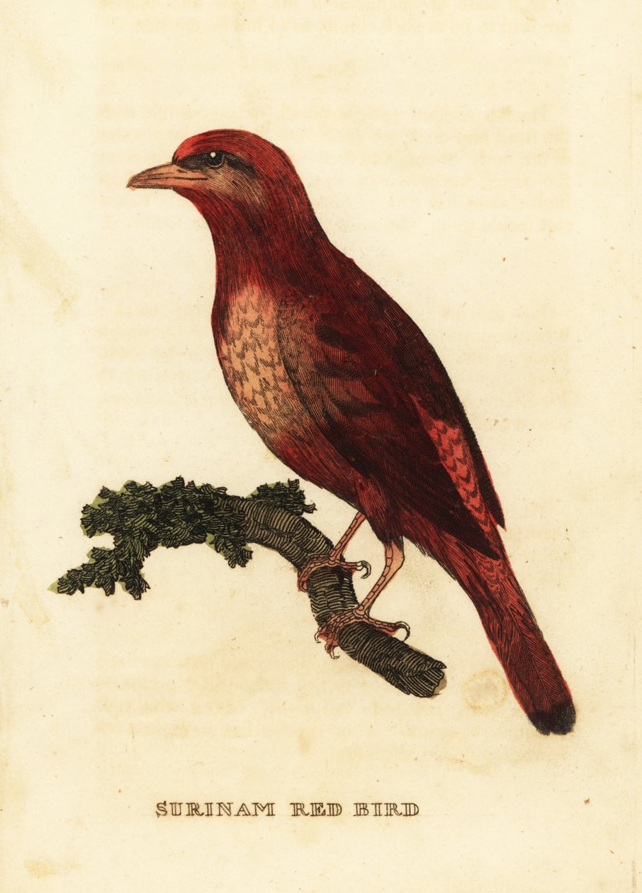 Guianan red cotinga, fénix řezník od George (after) Edwards