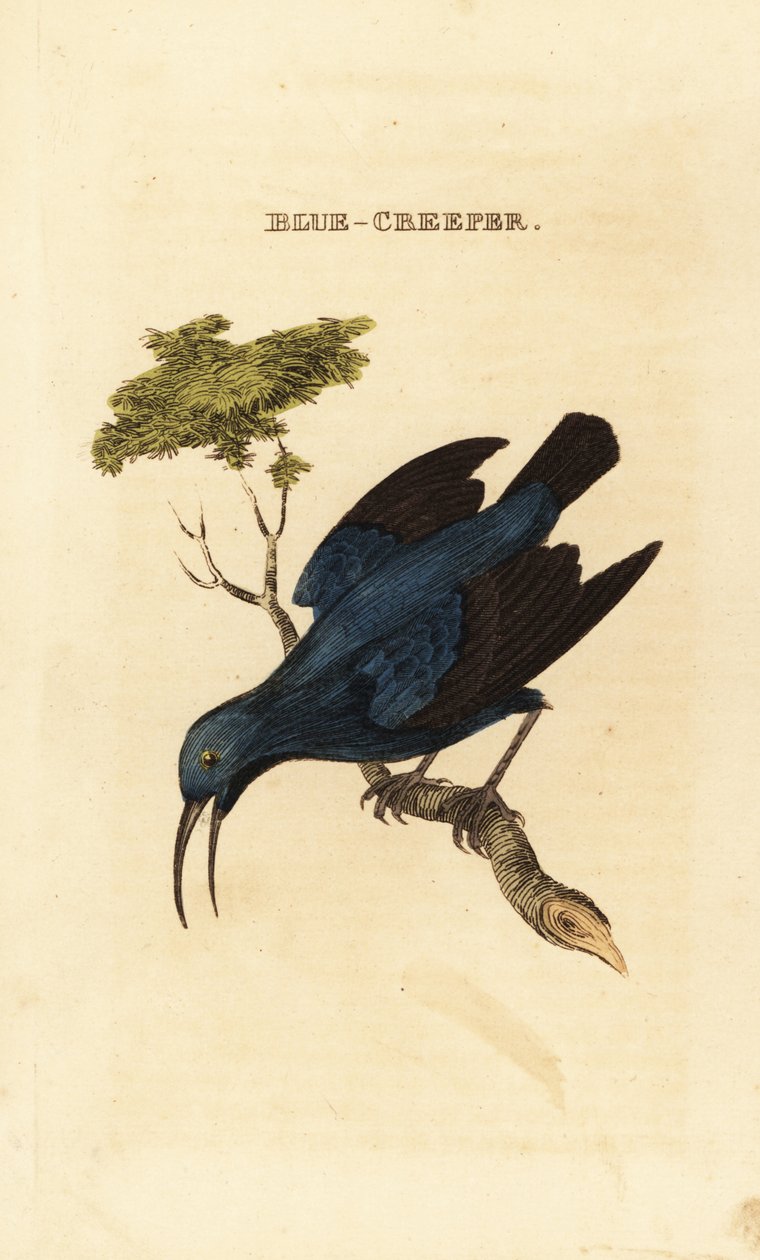 Pýr fialový, Cyanerpes caeruleus od George (after) Edwards