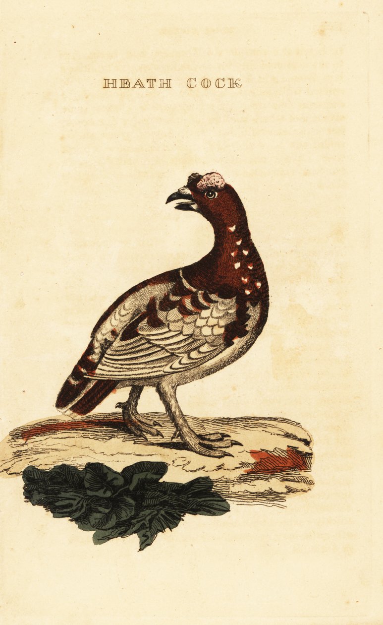 Tetřev smrkový, Falcipennis canadensis canace od George (after) Edwards
