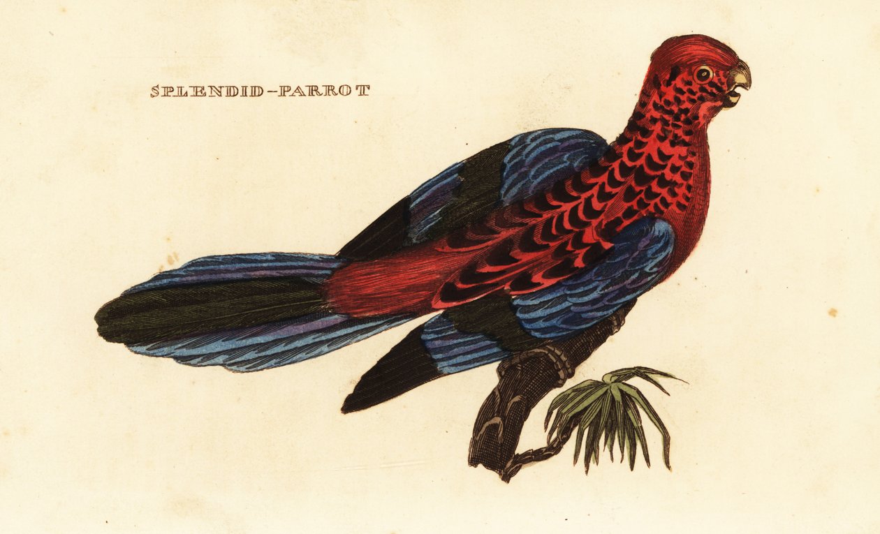 Karmínová rosela, Platycercus elegans od George (after) Shaw