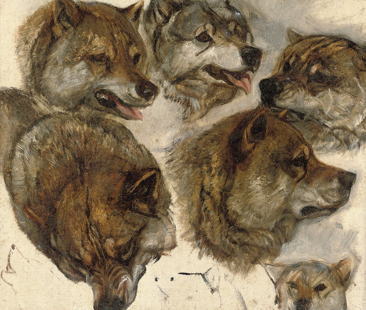 Studie hlav huskyů od George Bouverie Goddard
