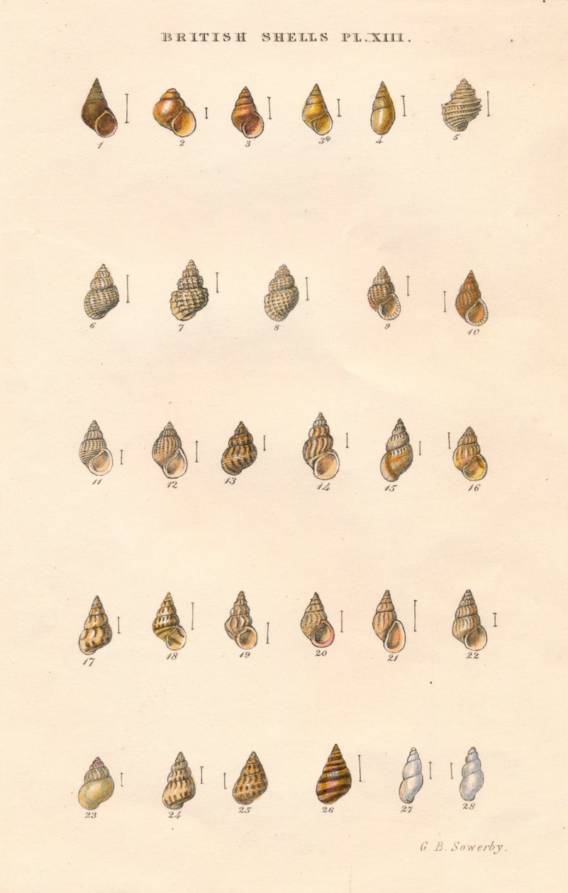 British Shells, c1859. od George Brettingham Sowerby