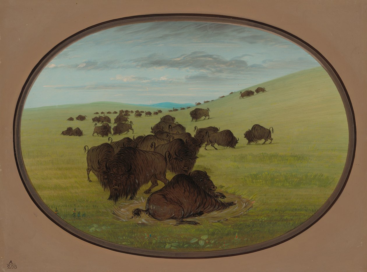 Buffalo Wallow, 18611869. od George Catlin
