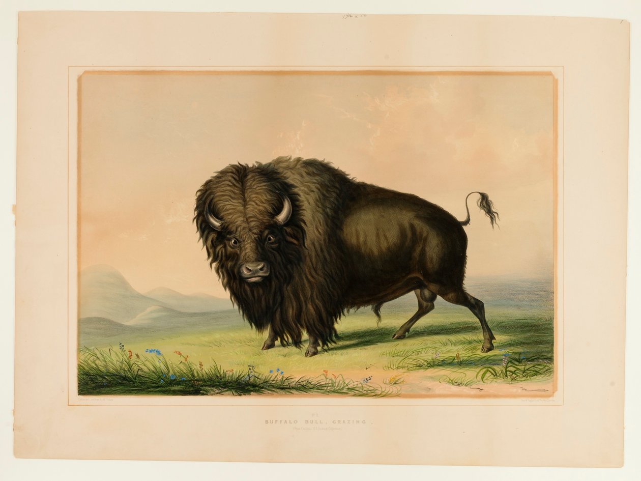 Pastva buvolích býků - č. 2 od George Catlin