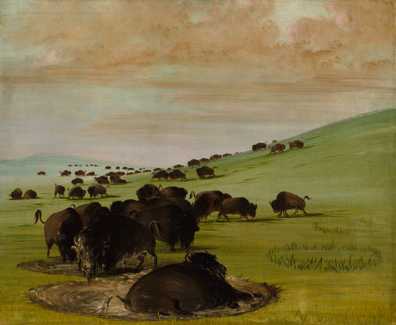 Buvolí býci ve stádě od George Catlin