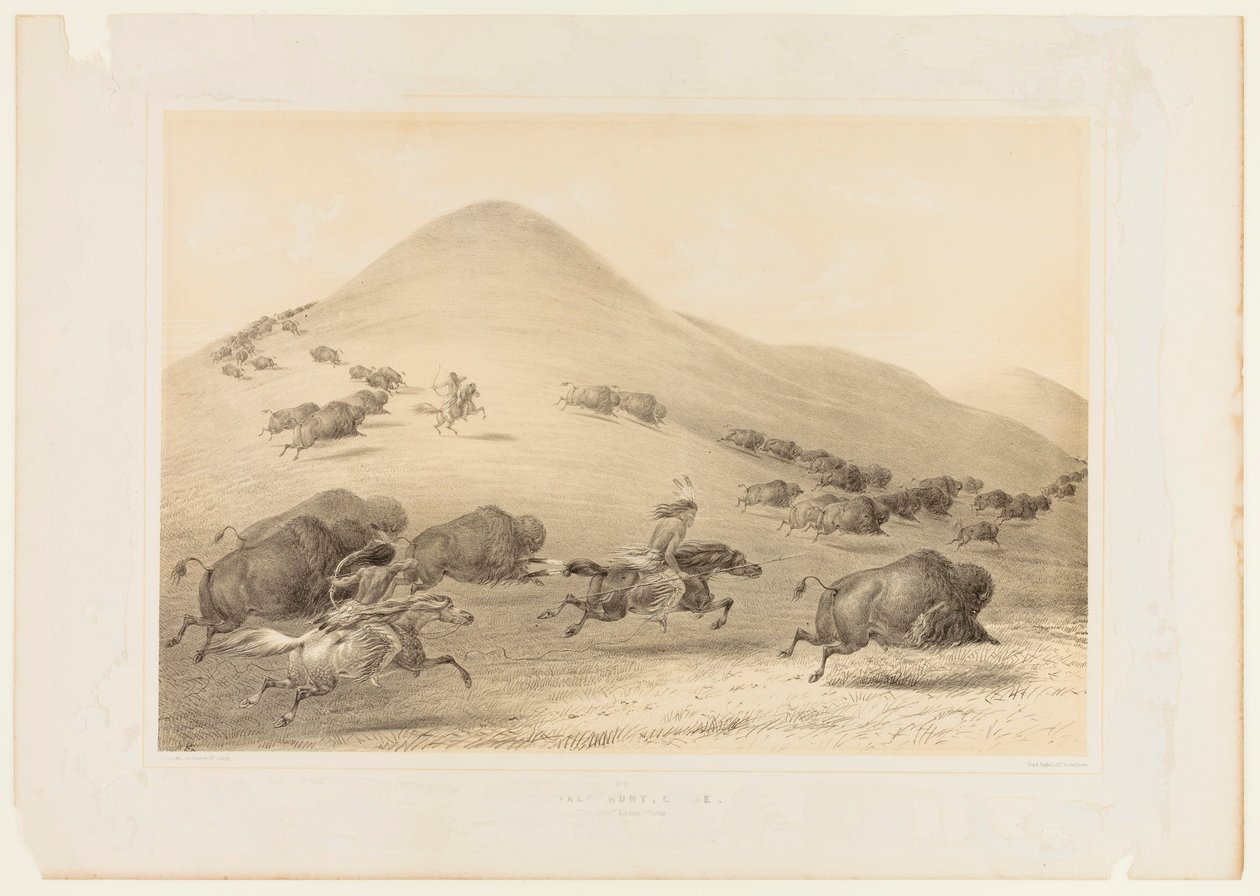 Lov na bizony, honička - č. 6 od George Catlin