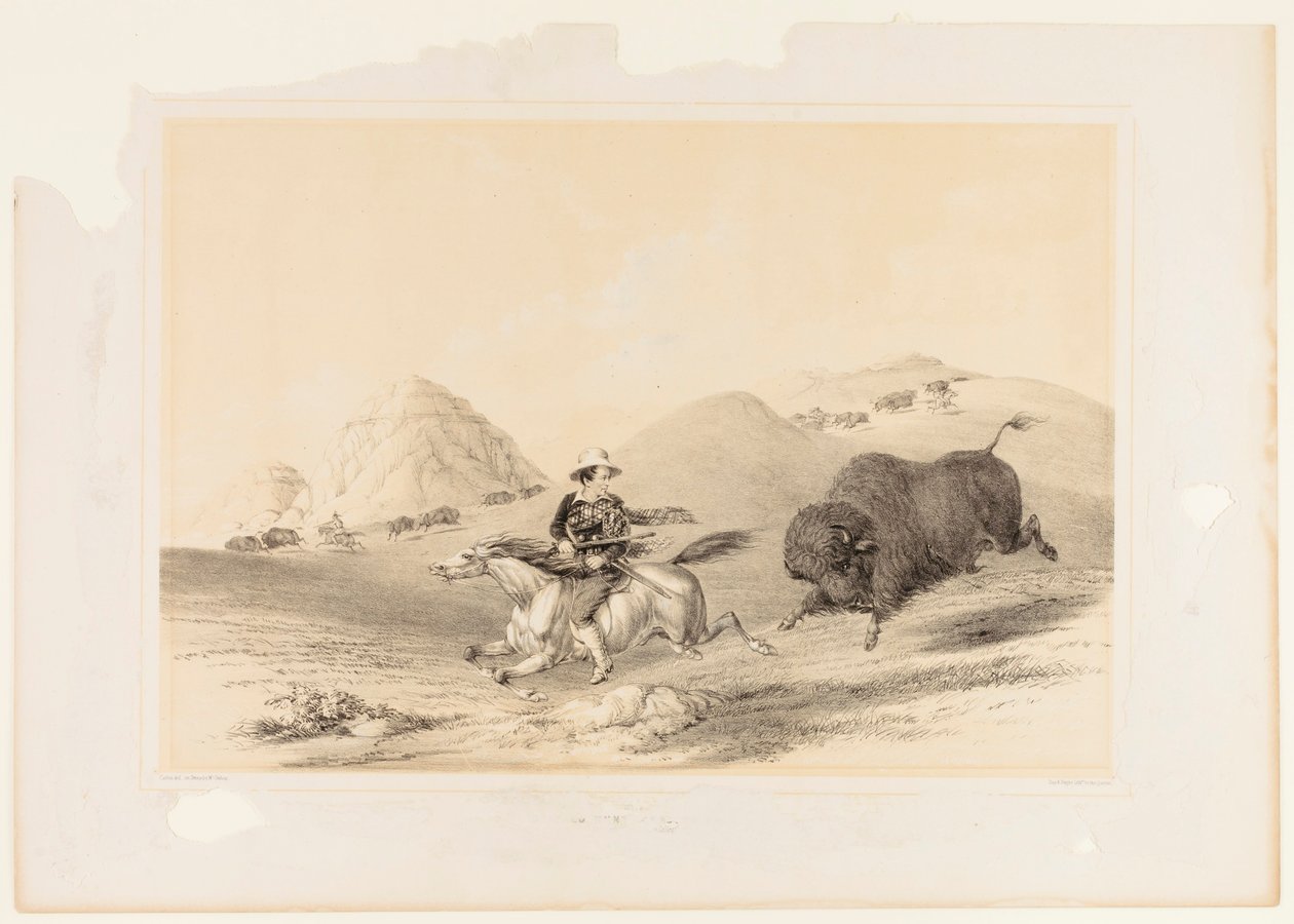 Buffalo Hunt Chasing Back no. 12 od George Catlin