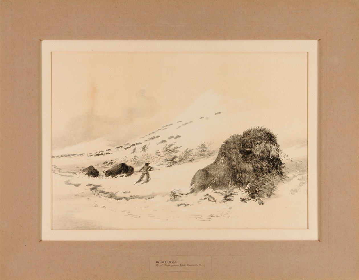 Umírající bizon - č. 17 od George Catlin