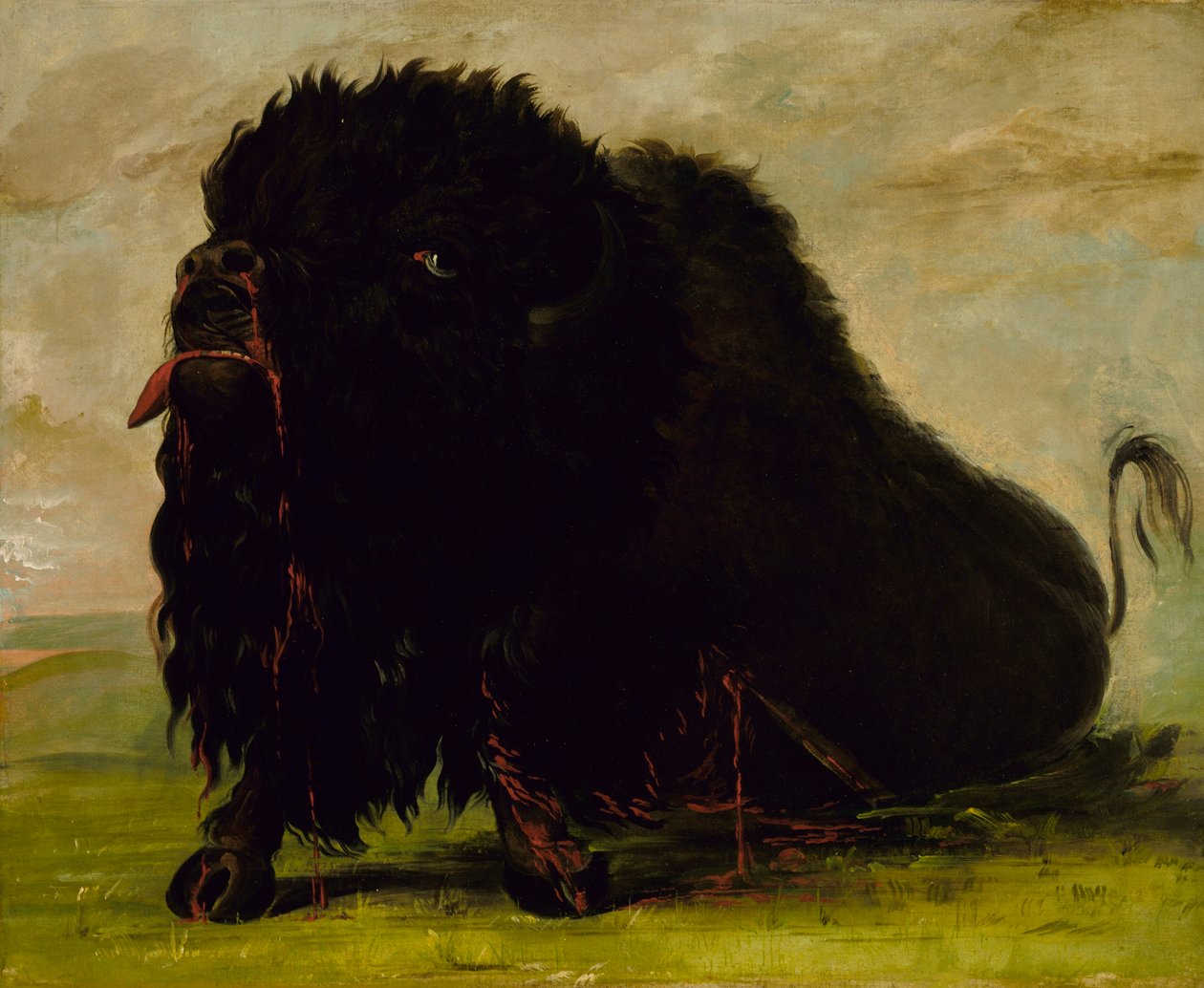 Umírající bizon, postřelený šípem od George Catlin