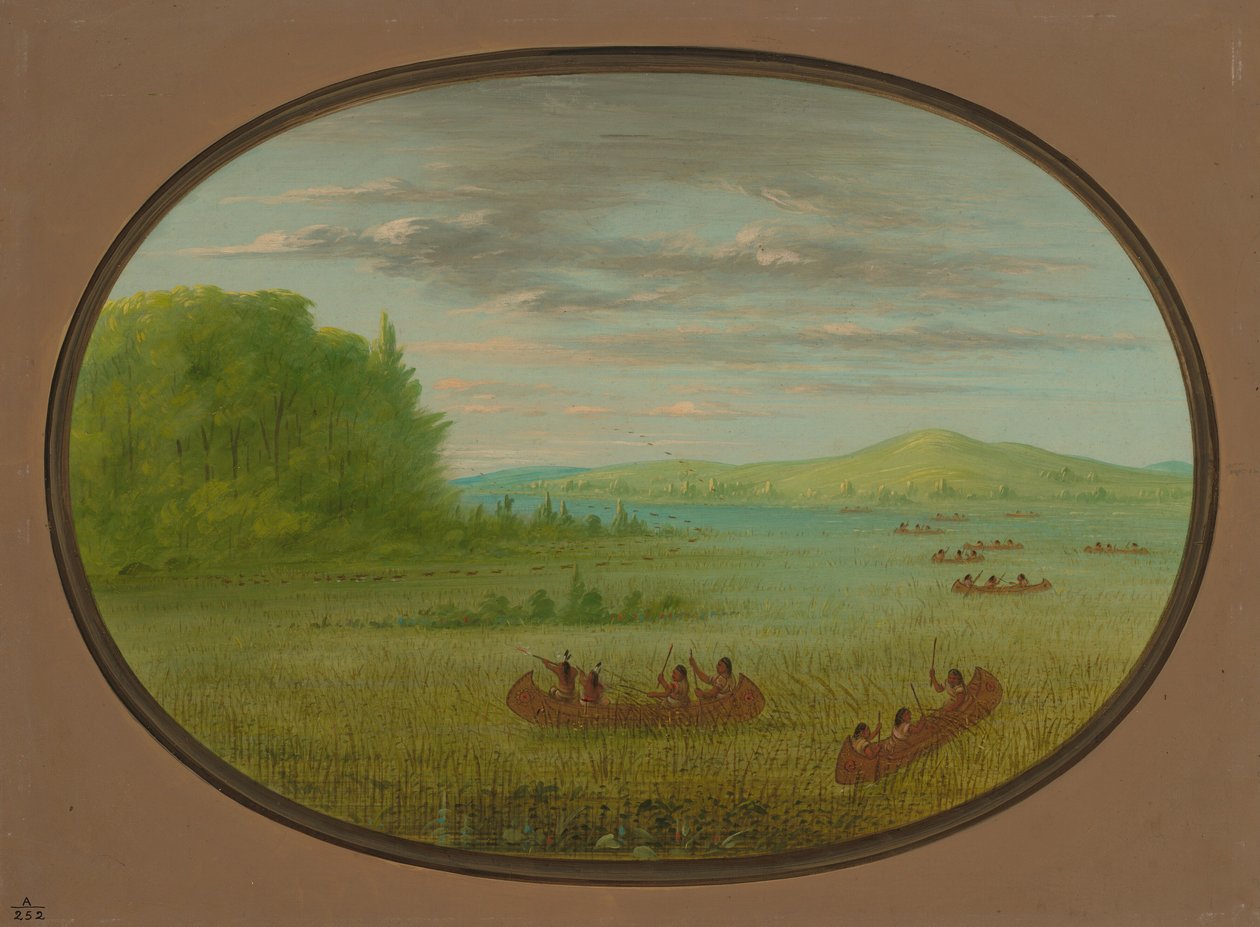 Sběr divoké rýže – Winnebago, 18611869. od George Catlin