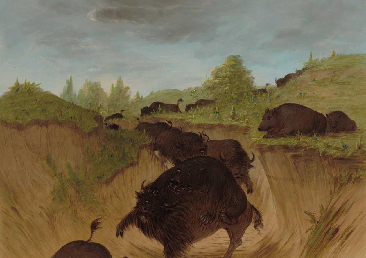 Grizzly Bears Attacking Buffalo, 18611869. od George Catlin