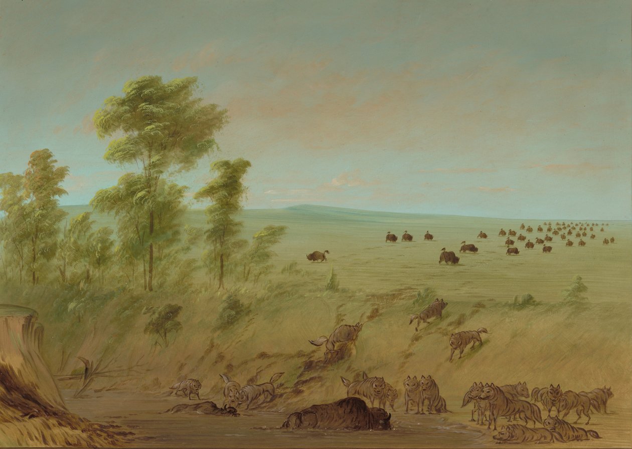 Mired Buffalo and Wolves, 18611869. od George Catlin