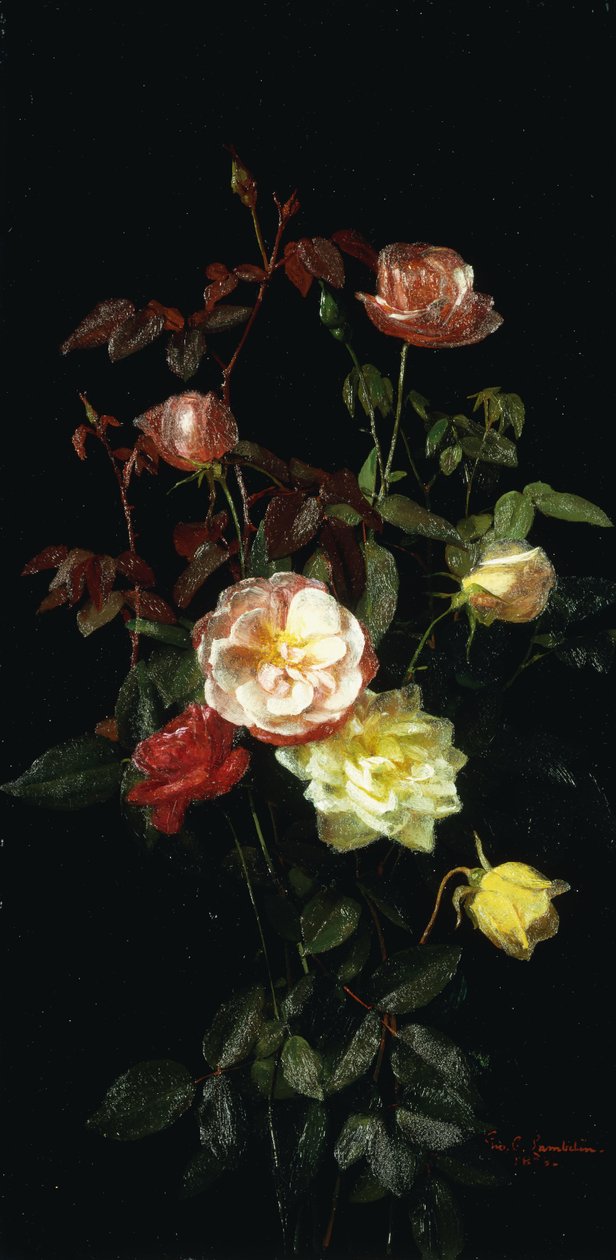 Růže, 1878 od George Cochran Lambdin