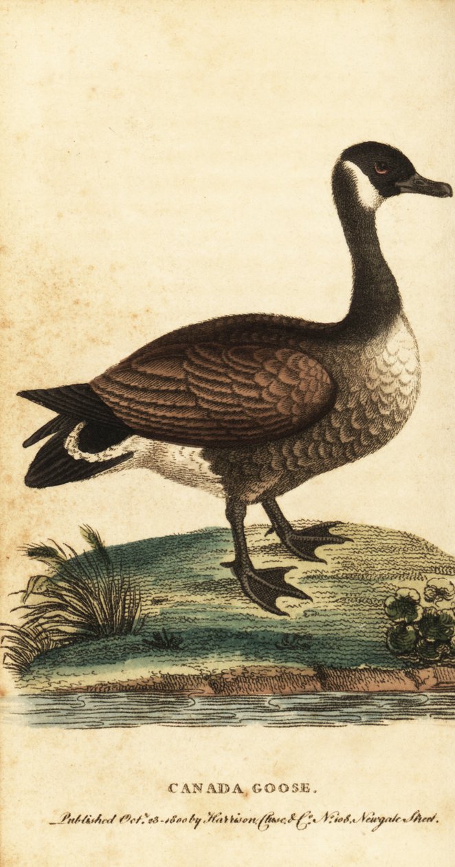 Kanadská husa, Branta canadensis., 1800 (rytina) od George Edwards