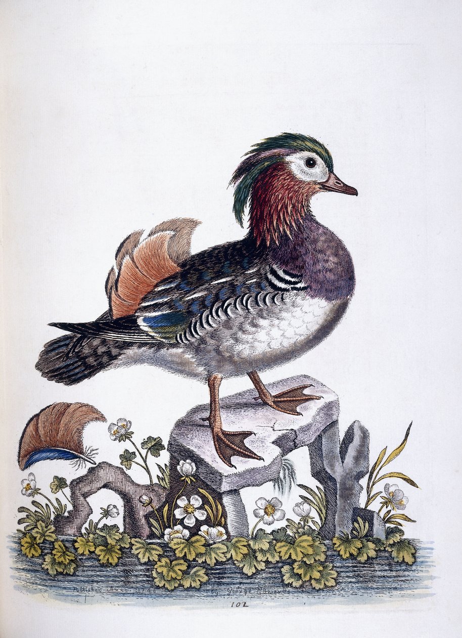Teal čínská, 1746 od George Edwards