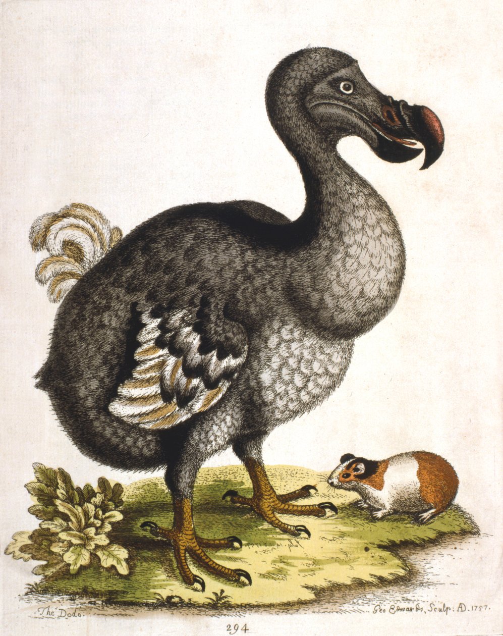 Dodo a morče, 1750 od George Edwards